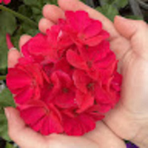 Meet your Posher, Honeycrisp